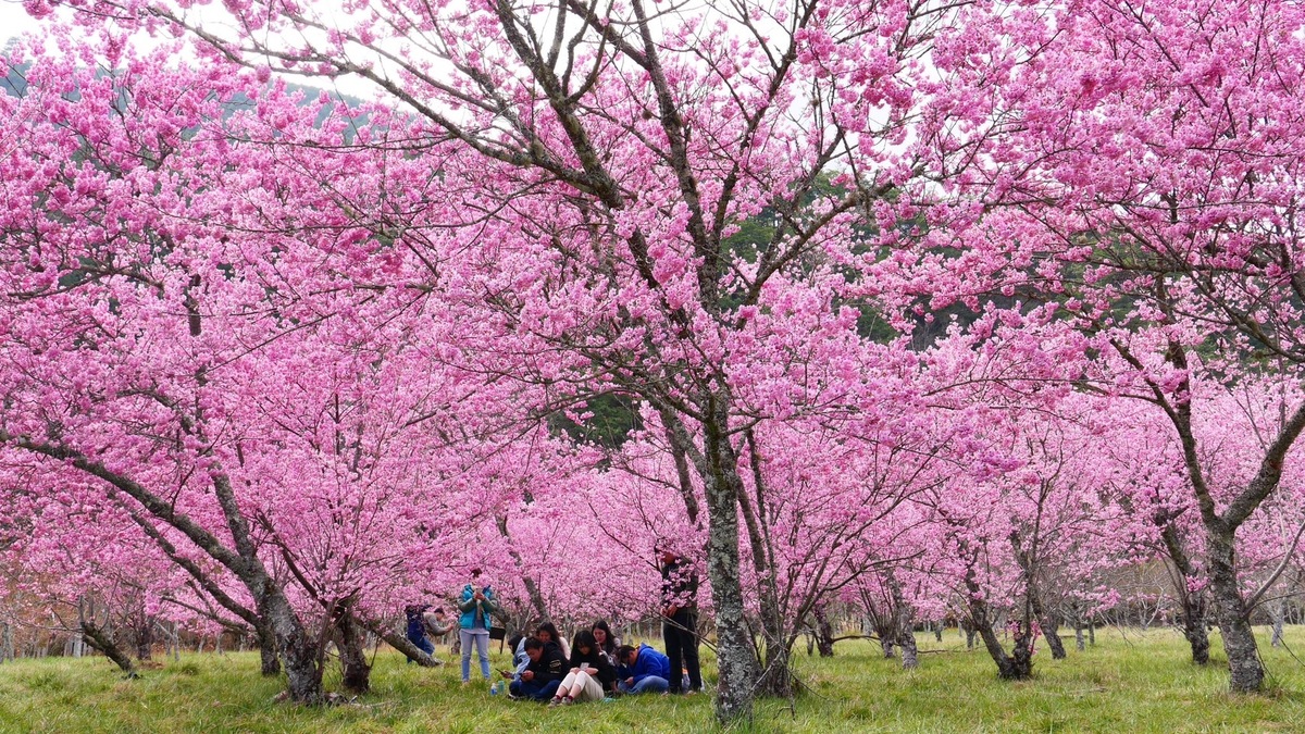 今年櫻花季疏運時程正式宣布於2月8日登場，持續至2月29日，共計22日。 圖：公路局／提供