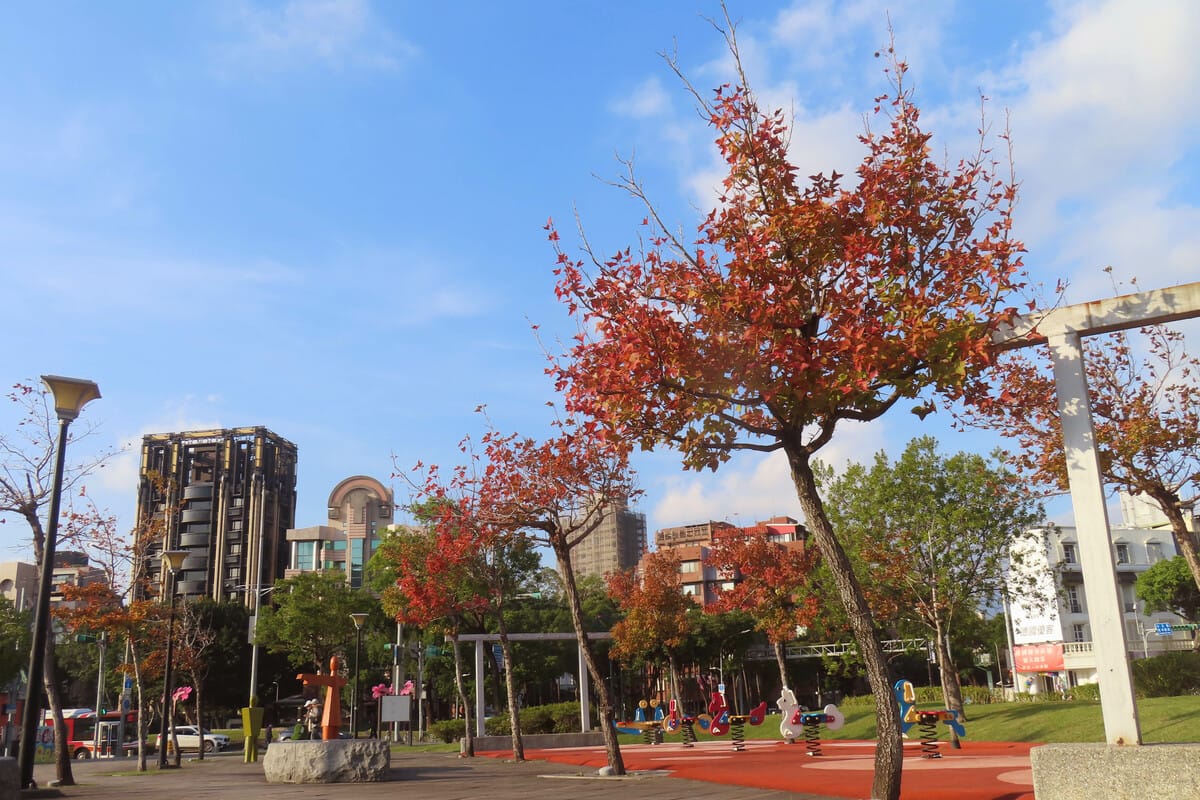 士林4號廣場楓香轉紅。 圖：翻攝自台北市立公園處官網