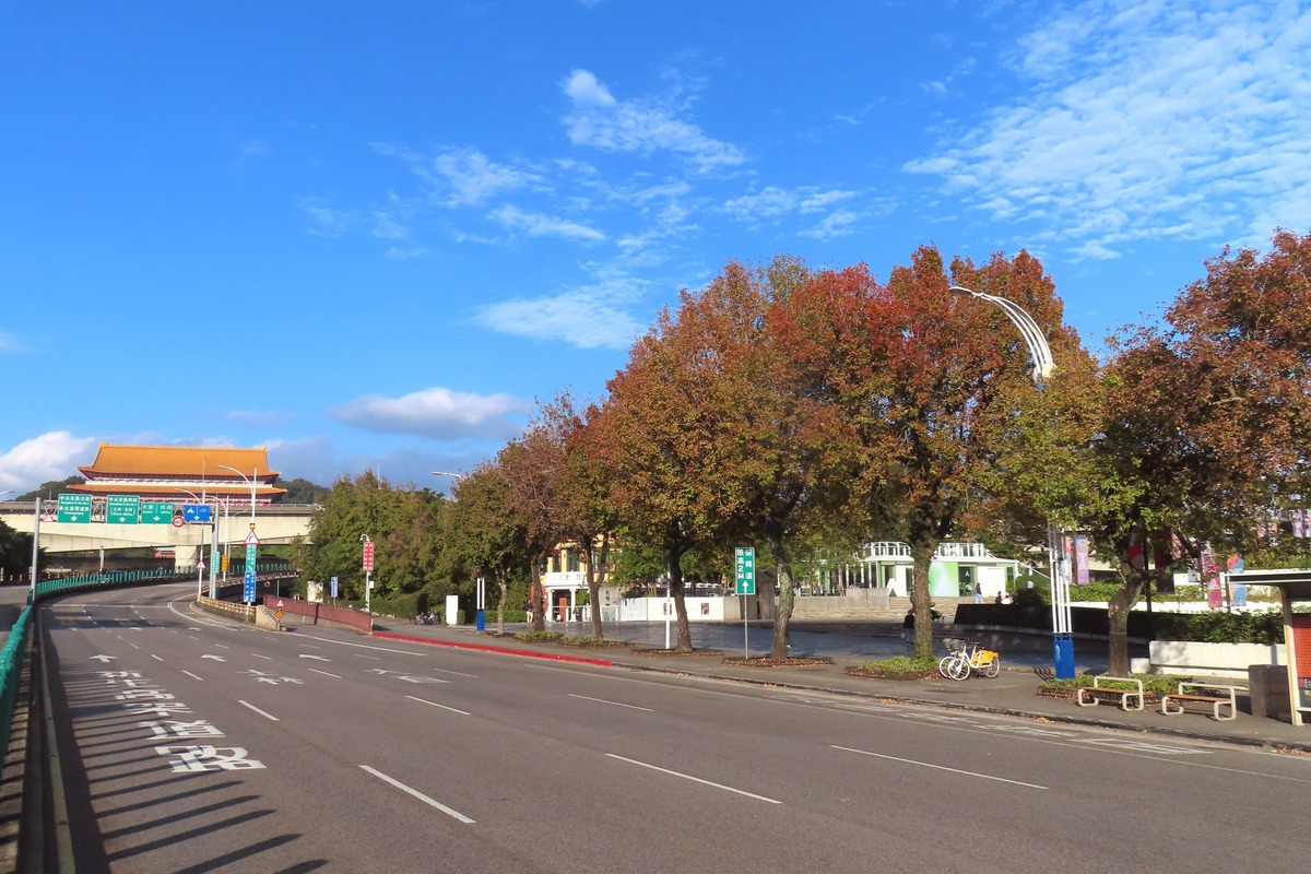 中山北路三段美術館前楓香逐漸轉紅。 圖：翻攝自台北市立公園處官網