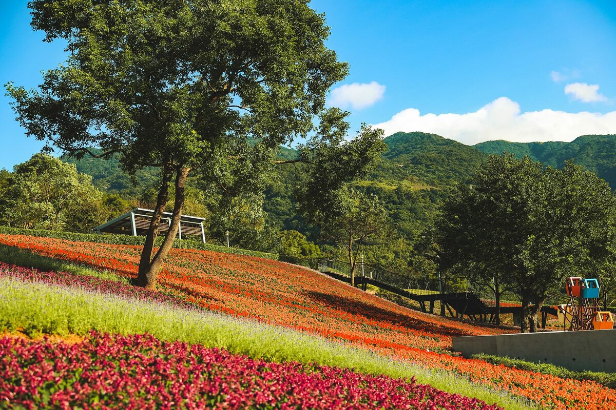 台北市有一處花海也蓄勢待發，坐落在北投山腰上的北投社三層崎公園，將重披繽紛色彩的新衣。 圖：翻攝自台北市立公園處官網