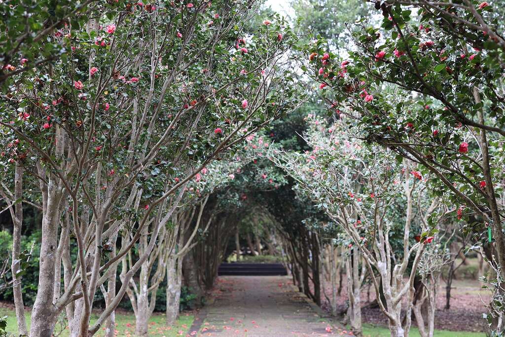 台北茶花藝術與花隧詩意大融合。 圖：翻攝自台北市立公園處官網