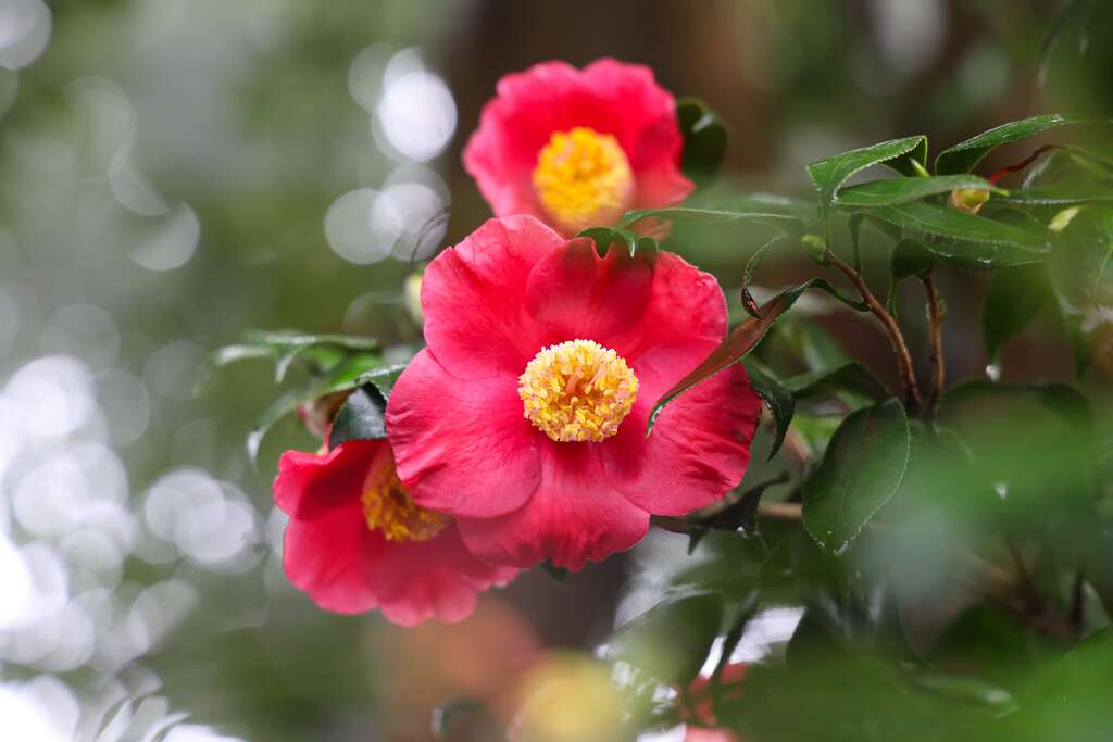 今年的台北茶花展以「又見茶花」為主題，為期10天至1月14日。 圖：翻攝自台北市立公園處官網