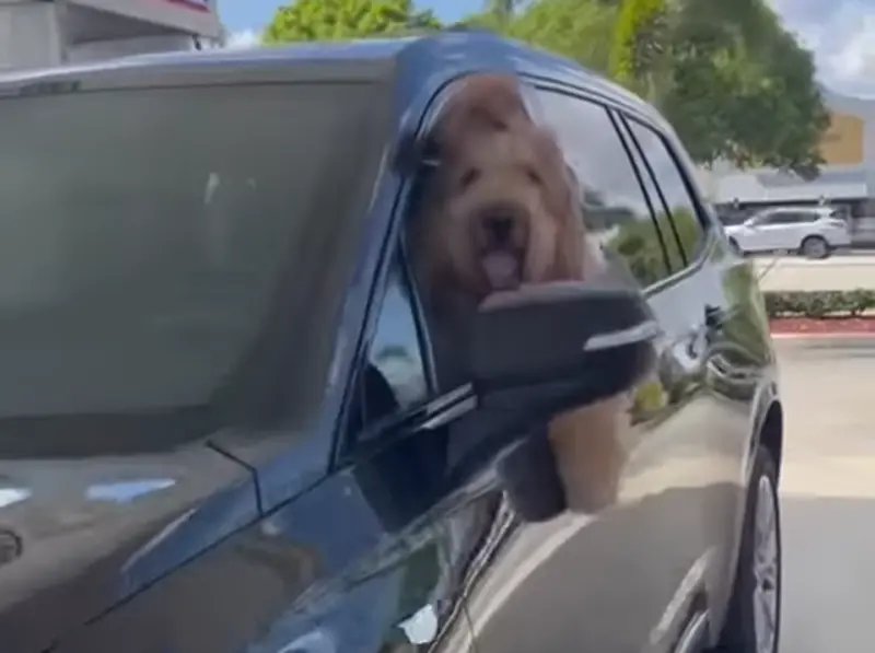 ▲一隻大貴賓犬不斷動手按喇叭，讓主人哭笑不得吐露原因：「講不聽」。（圖／取自YT@Brodie That Dood）