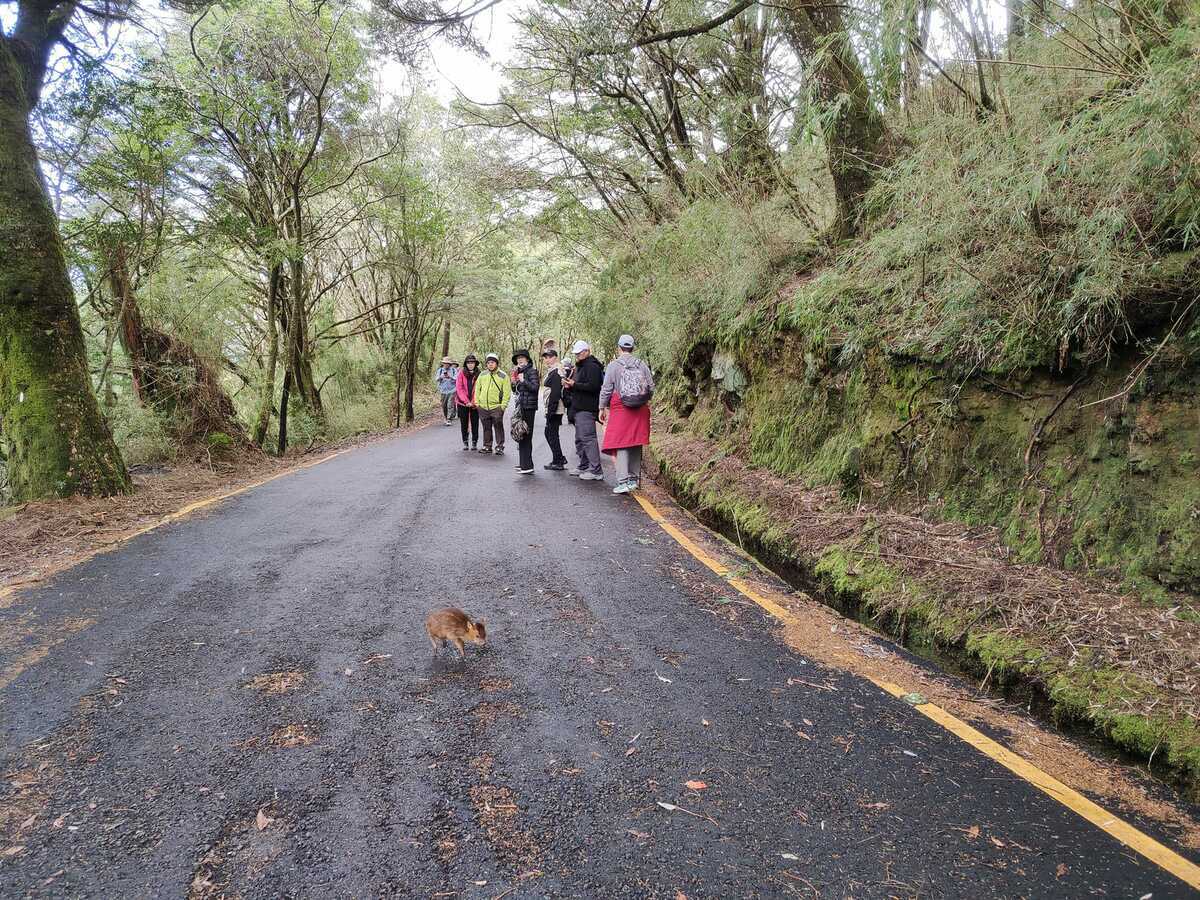遊客好奇圍觀、拍照，會威脅到幼羌生命。 圖：取自玉山國家公園臉書