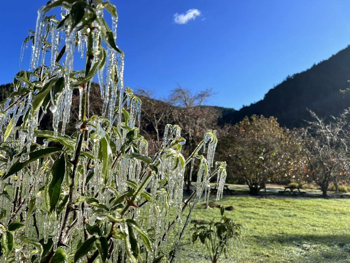 武陵農場植物被冰凍，出現冰柱。 圖：取自武陵農場