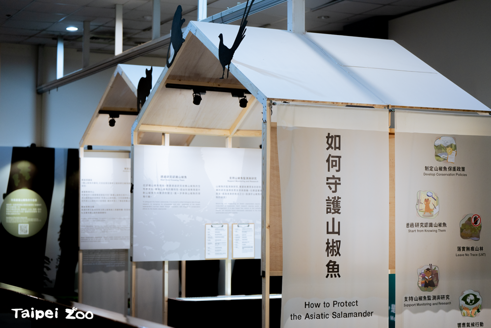 「山椒魚」的特展將公布珍貴影像資料和艱辛的研究成果。 圖：台北市立動物園／提供