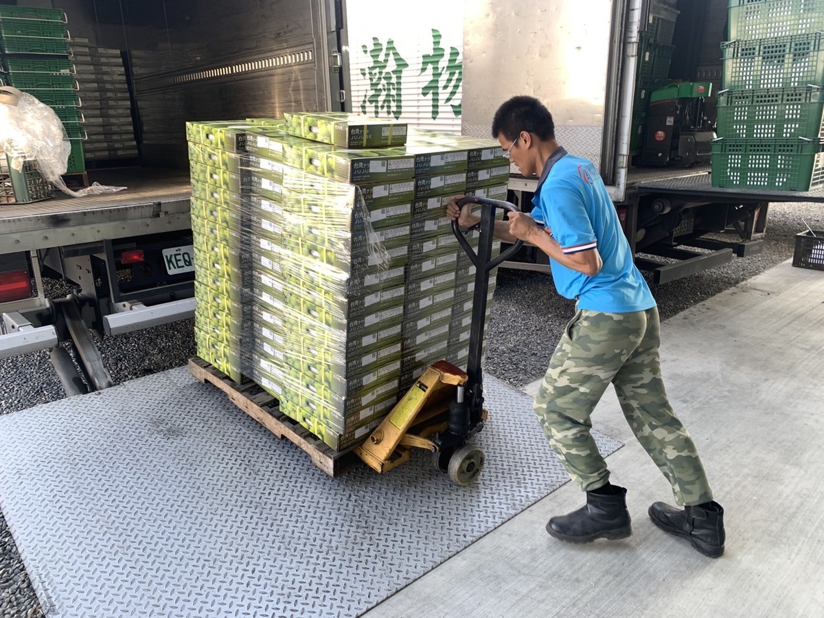 屏東蜜棗運送進行集貨整理。 圖：屏東縣政府農業產銷科／提供