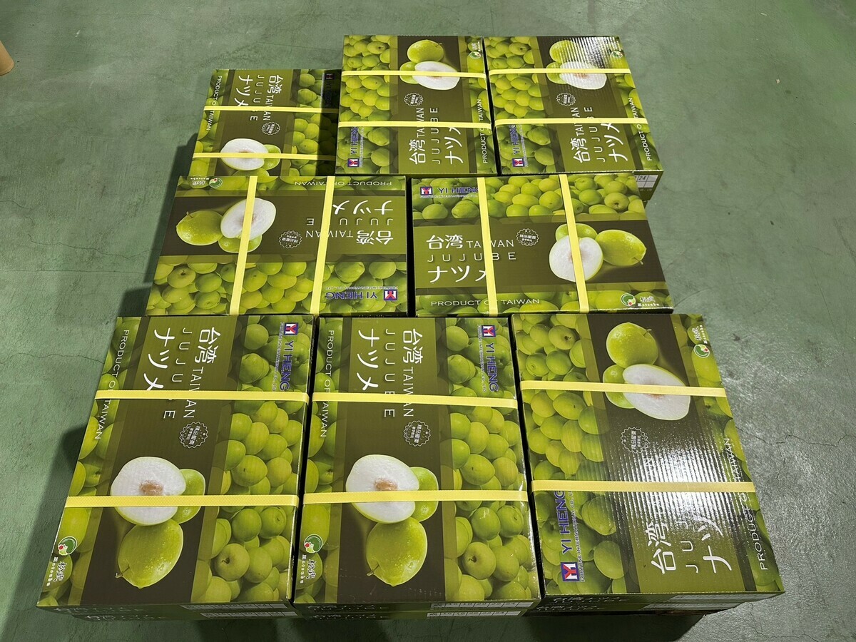 屏東蜜棗進行集貨整理準備銷往日本。 圖：屏東縣政府農業產銷科／提供