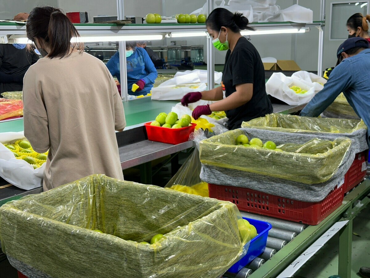蜜棗進行低溫處理準備銷往日本。 圖：屏東縣政府農業產銷科／提供