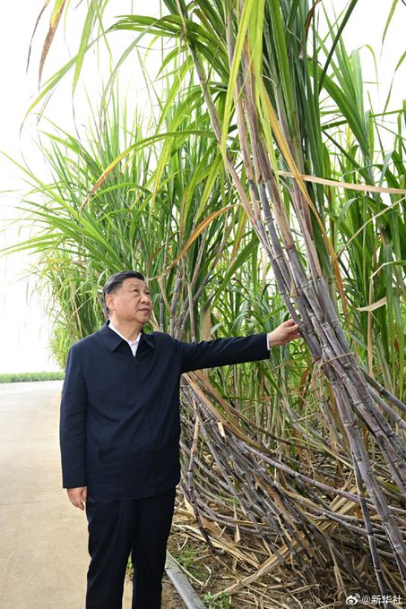 習近平於去年 12 月 14 日前往廣西參訪甘蔗田，並用手摸了幾根甘蔗，隨後引發小粉紅爭相「朝聖」。 圖：翻攝自高瑜 X帳號