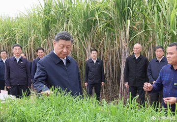 習近平參訪的甘蔗田，最近發生不明人士縱火的事件。 圖：翻攝自高瑜 X帳號