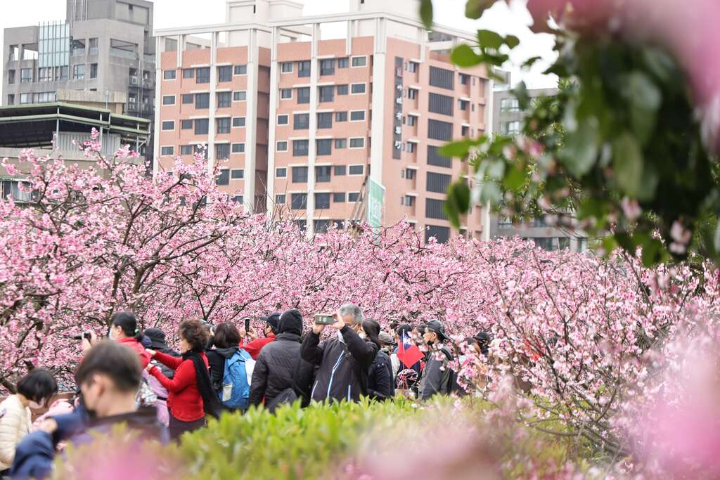 2023年樂活夜櫻季-白天人潮。 圖：台北市政府工務局公園路燈工程管理處／提供