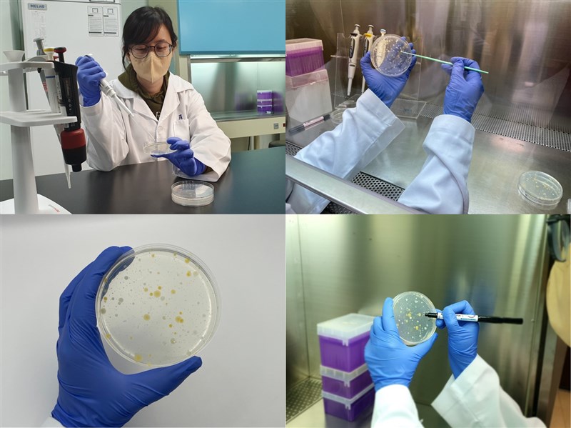 農業部畜試所今(17)日宣布，已有快速檢測乳微生物技術獲肯定，只需2.5小時，即可快檢15種乳微生物的技術。 圖：農業部畜產試驗所／提供