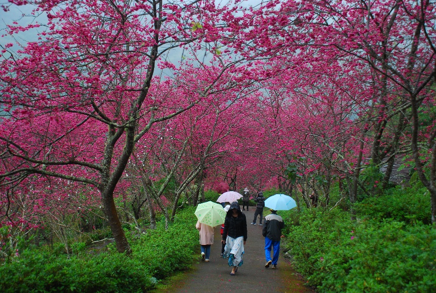 南迴線太麻里金針山休閒農業區內青山農場，賞櫻活動深受歡迎。 圖：農業部／提供