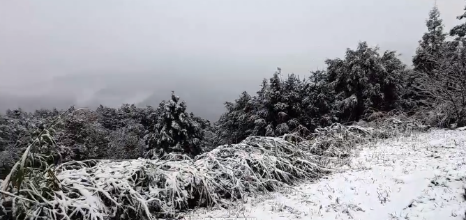 海拔不到千米僅967公里的新北烏來「967高地」也罕見出現下雪的情形。 圖：翻攝自新店警好讚