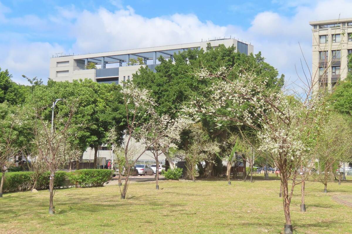 台北市北投區平地每年一月，梅花會陸續綻放。(圖為清江國小旁的奇岩4號綠地) 圖：台北市政府工務局公園處／提供