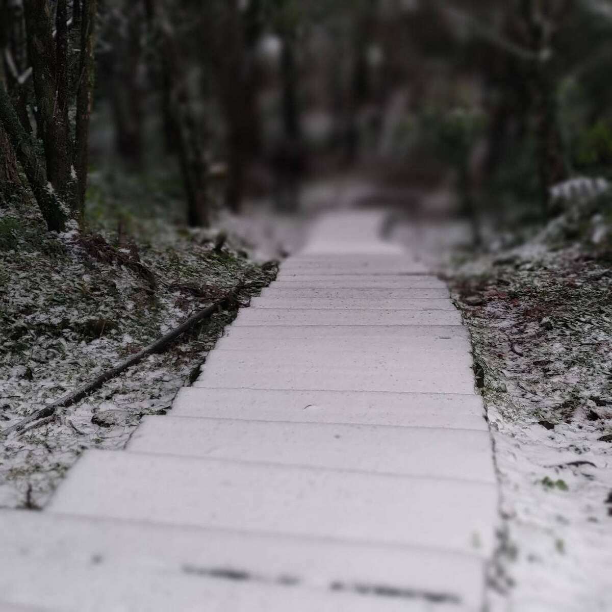 海拔僅約1,000公尺的東眼山國家森林遊樂區在睽違8年後也再次下雪。 圖：取自林業署新竹分署