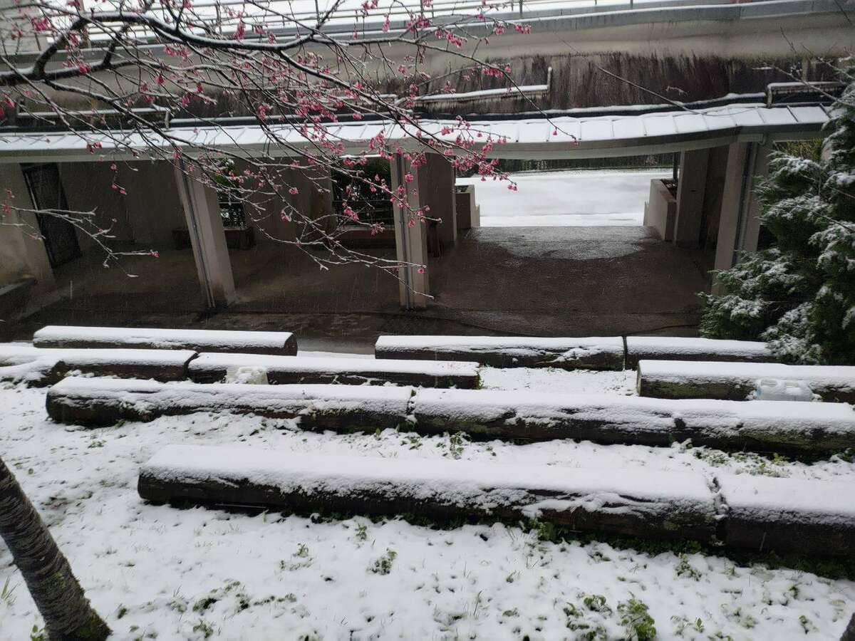 東眼山睽違８年下雪，雪景與園區內的櫻花相呼應，非常漂亮。 圖：取自林業署新竹分署