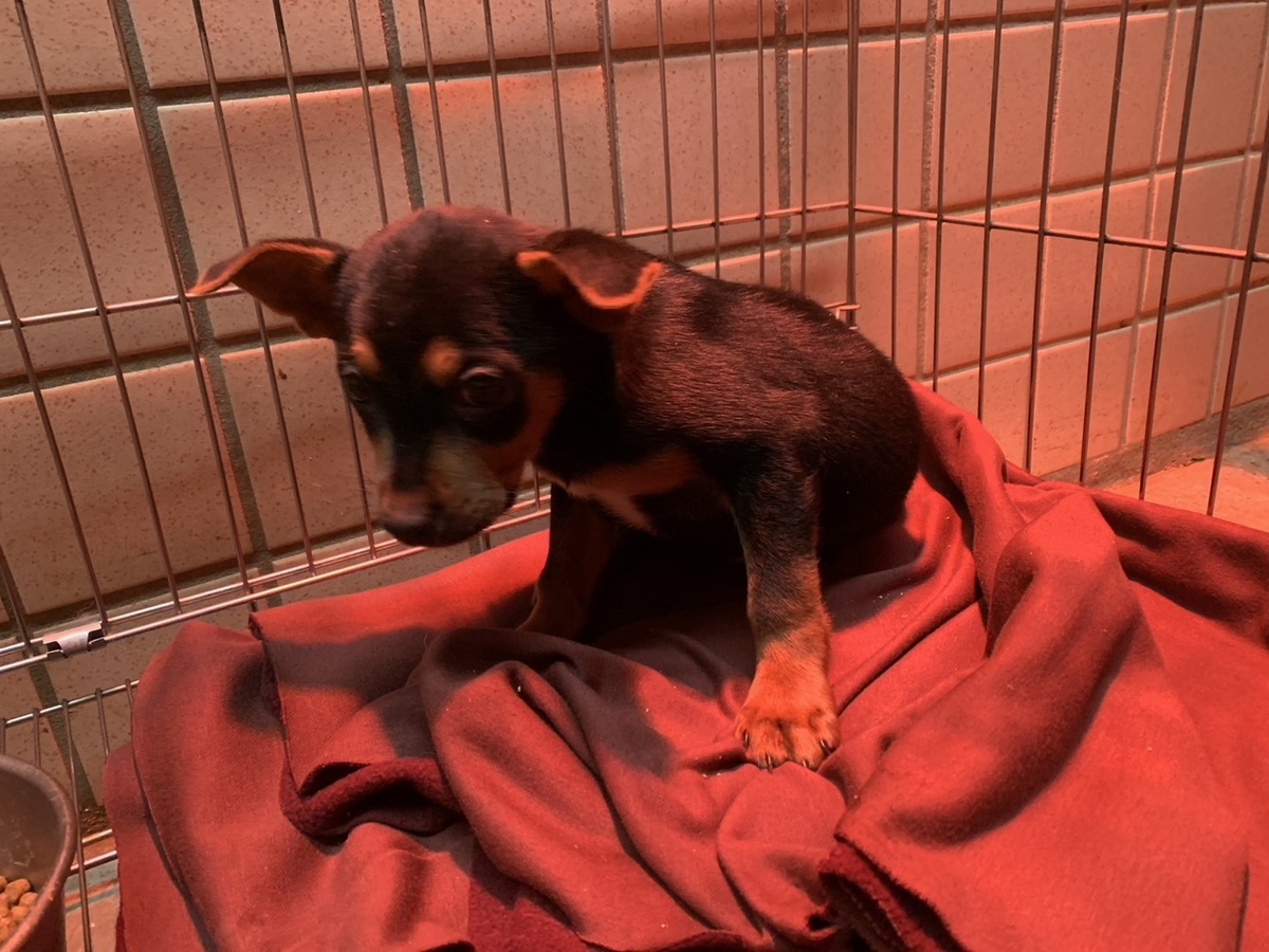 動物之家備齊防寒物資布料讓毛寶貝禦寒。 圖：新北市動保處/提供