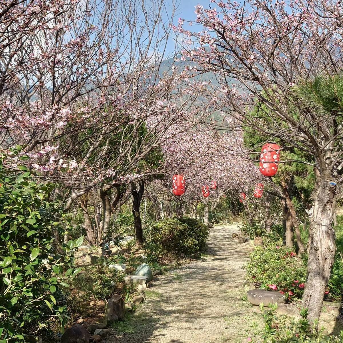 大埔農場紗帽山，除了日式燈籠外，園區還種植小富士櫻約有600到700株，目前將滿開。 圖：取自大埔農場紗帽山臉書
