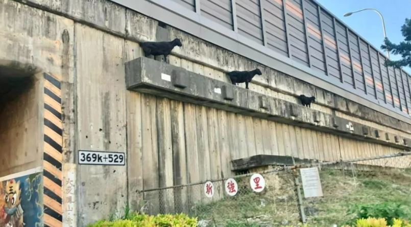 高雄鳳山高速公路旁驚現黑羊排排站，目前已運送至燕巢動物關懷保護園區。 圖：翻攝自「路上觀察學院」臉書