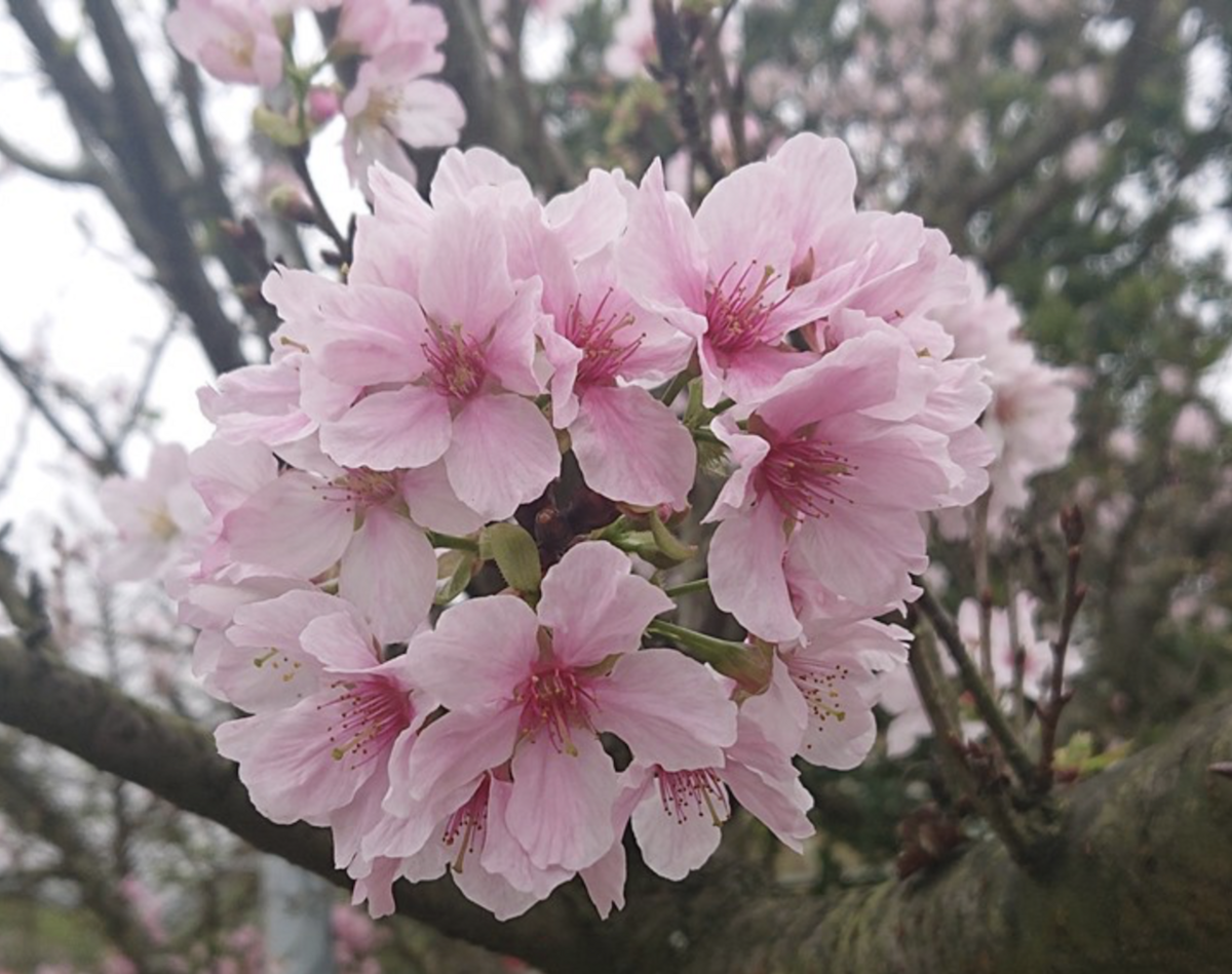 吉野櫻花花朵較大且粉白。 圖：取自三芝區公所