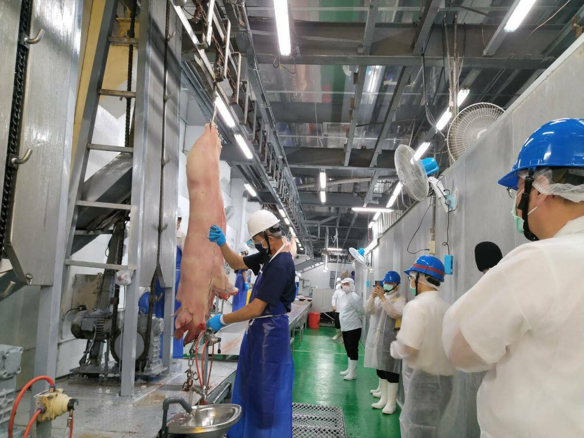 嘉義縣水上鄉台糖南靖畜殖場生產的豬肉驗出瘦肉機，目前該養殖場共5531頭完成移動管制工作。（示意圖） 圖：農業部／提供（資料照）