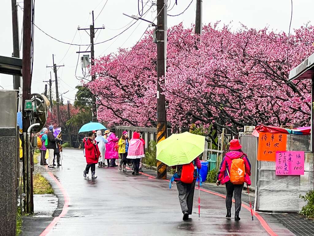 台北市士林區平菁街櫻花巷，一直以來是賞櫻熱點。今年受到氣候影響，此處櫻花已完全盛開，一片花海堪稱都市中的花仙境。 圖：取自台北市政府工務局大地工程處網站