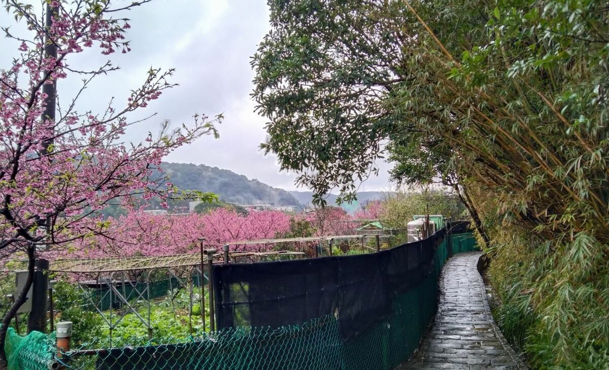 「鵝尾山水田」延伸步徑的沿途風光。 圖：取自台北市政府工務局大地工程處網站