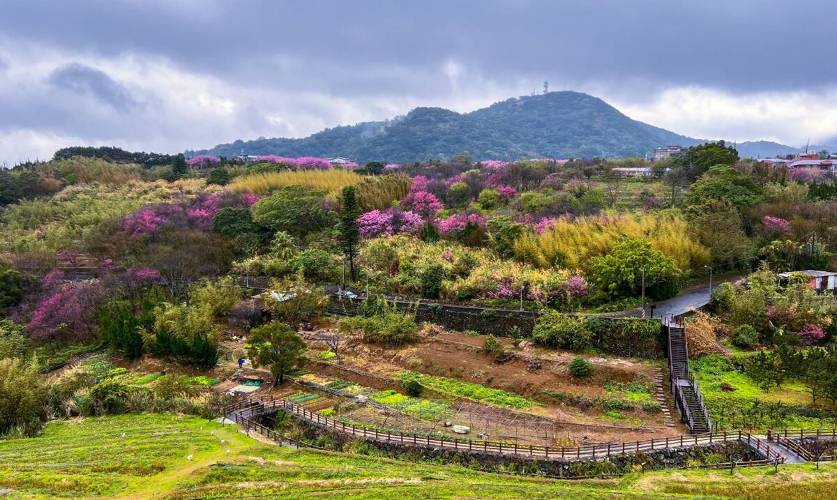 「鵝尾山水田」櫻花遠景。 圖：取自台北市政府工務局大地工程處網站