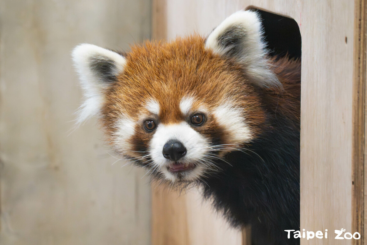 小貓熊「未來」於1月29日完成檢疫，正式加入動物園溫帶動物區大家庭。 圖：取自台北市立動物園網站