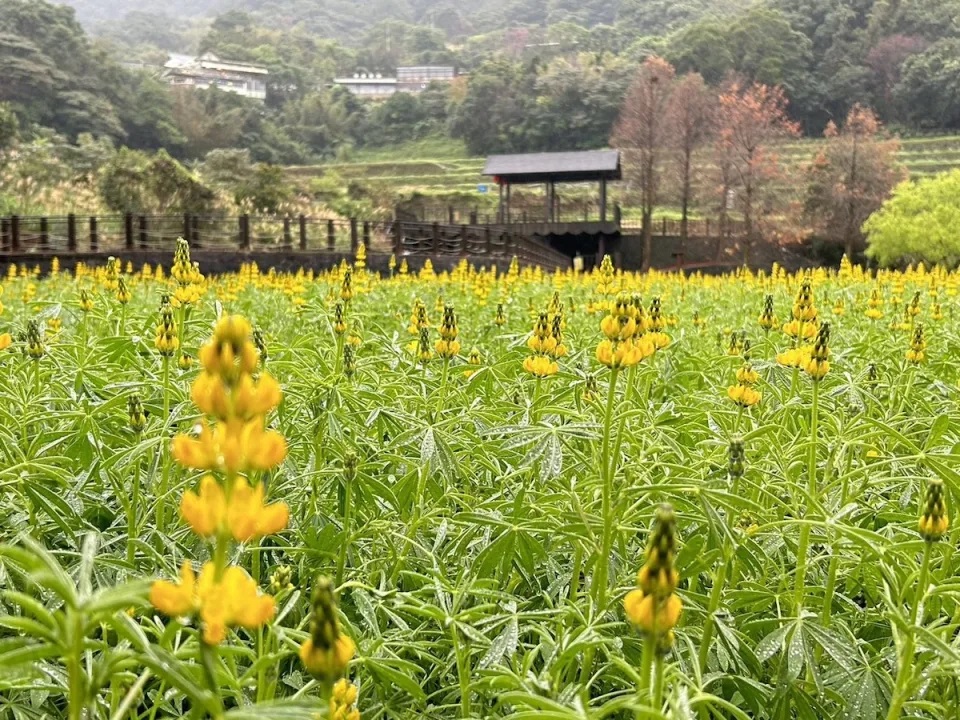 春天要來了！貓空魯冰花繽紛綻放。 圖：台北市政府工務局大地工程處／提供