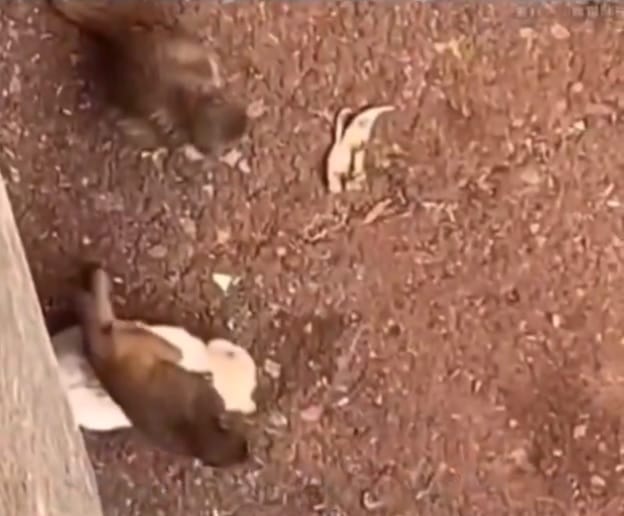 中國有動物園為了整治猴山的鼠患，將貓放入猴山中，導致貓被猴子欺凌。事件爆發後貓被救出，然而趙蘭健感慨，被猴子欺凌的貓能救，被人欺凌的鐵鍊女卻救不出來。 圖：翻攝自 趙蘭健 X帳號