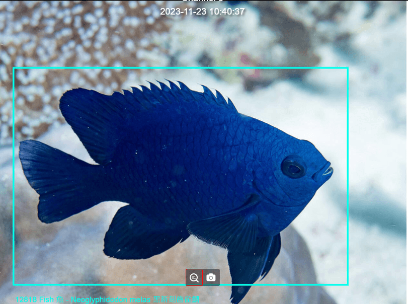 AI移動性物件偵測及自動辨識的黑新刻齒雀鯛。 圖：海委會／提供