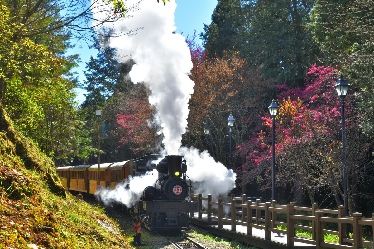 蒸汽火車於沼平車站駛出，沿著S形軌道，以騰雲駕霧之姿駛入山林，伴隨著氣勢磅礡的蒸機鳴笛，為阿里山櫻花季最具特色的遊程。 圖：林鐵及文資處／提供
