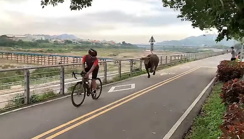 去年4月有民眾在大漢溪河濱車道，遭到一頭水牛在後方不斷追逐，嚇壞不少在場民眾。 圖：新北市高灘處／提供