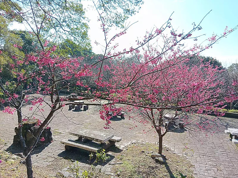 在花鐘後方至銅像區與第二停車場水濂洞附近八重櫻，目前已綻放達6成，預計花期也到2月中。 圖：公園處／提供