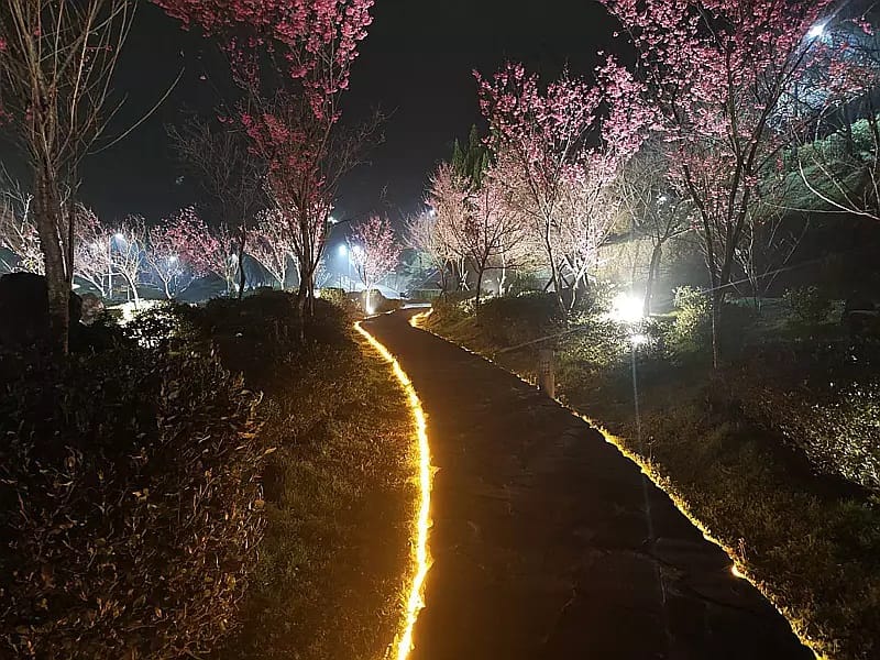 今年櫻花溪流區及噴水池區可夜間賞櫻。 圖：公園處／提供