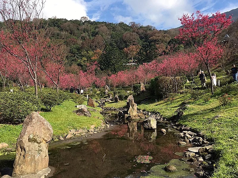 櫻花溪流區的山櫻已綻放達8成，預計維持到2月初。 圖：公園處／提供