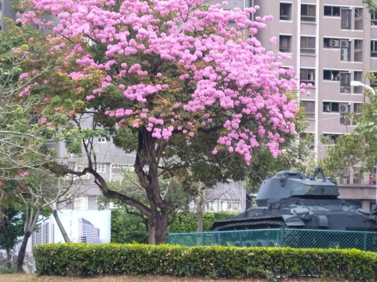 北屯區823公園洋紅風鈴木盛開。 圖：台中市政府建設局／提供