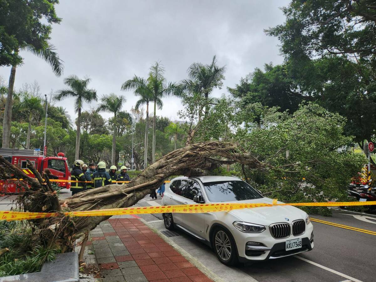 台北市信義區發生路樹倒塌情況，壓到一輛BMW轎車，還波及一名女性行人。 圖：秦慧珠辦公室 / 提供