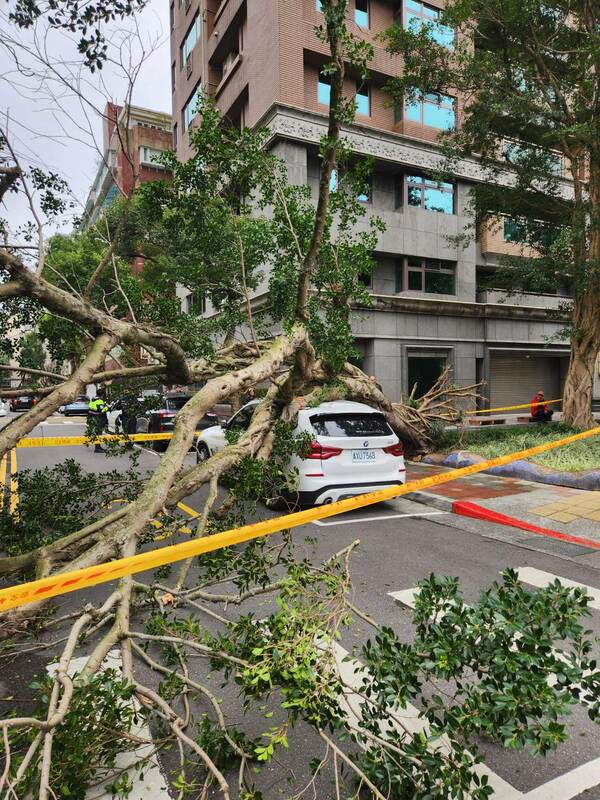 台北市信義區發生路樹倒塌情況，壓到一輛BMW轎車，還波及一名女性行人。 圖：秦慧珠辦公室 / 提供