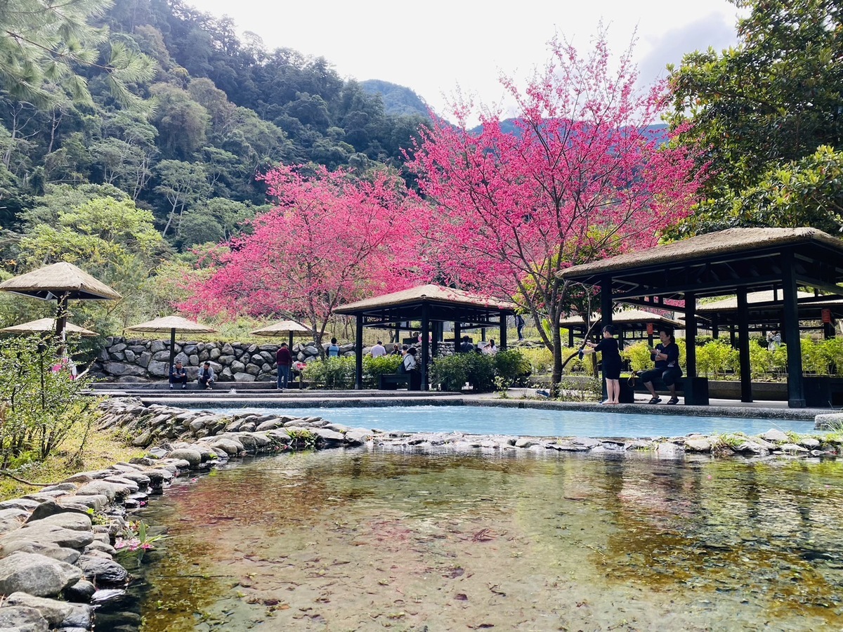 八仙山國家森林遊樂區內山櫻花正盛放，於初一到初五與園區櫻花景點拍照、上傳臉書打卡，就可獲得限定紅包袋。 圖：取自農業部林業及自然保育署網站