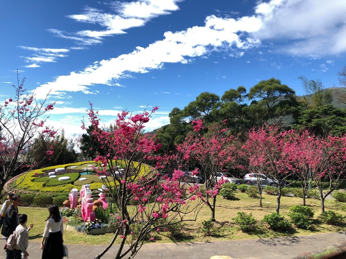 今年陽明山花季於今(7)日正式登場，今年展期共有40天，將一路開到3月17日。 圖：台北市政府工務局／提供