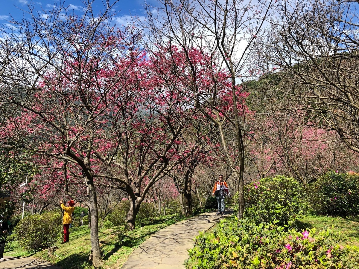 公園內的櫻花已開放五成。 圖：台北市政府工務局／提供