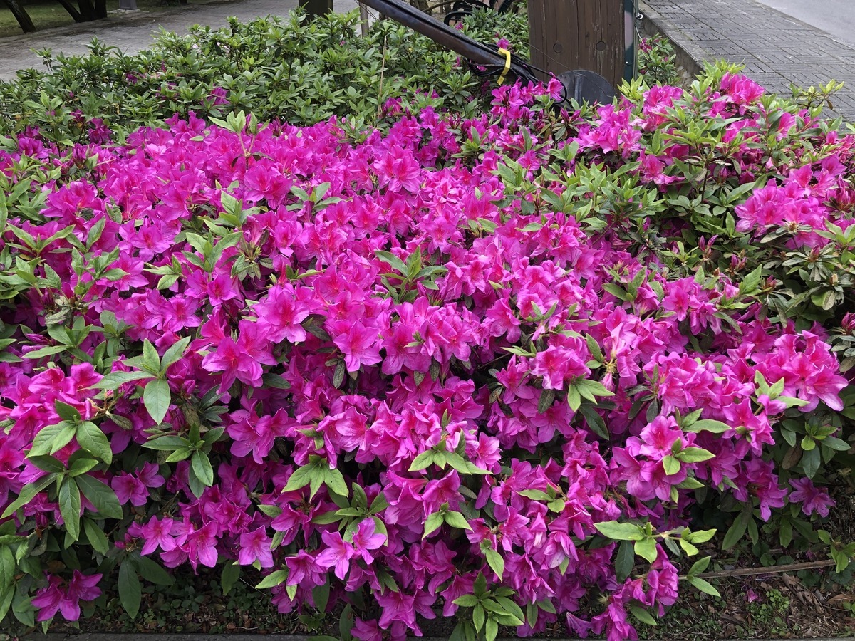 陽明山杜鵑花也很吸睛亮眼。 圖：取自陽明山花季（資料照）