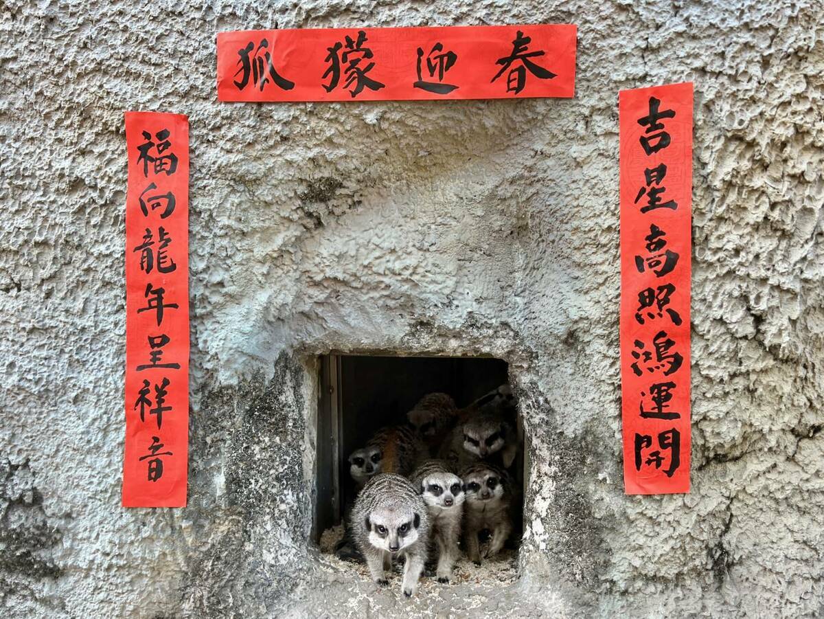 壽山動物園依照不同物種習性，提供適當的遮蔭設施。 圖：高雄市觀光局/提供（資料照）