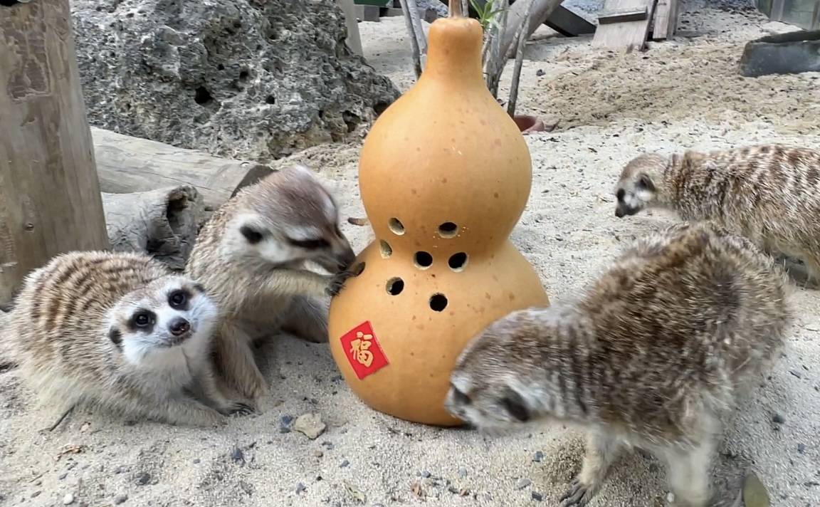 狐獴翻動葫蘆讓麵包蟲掉出洞口。 圖：高雄市觀光局/提供