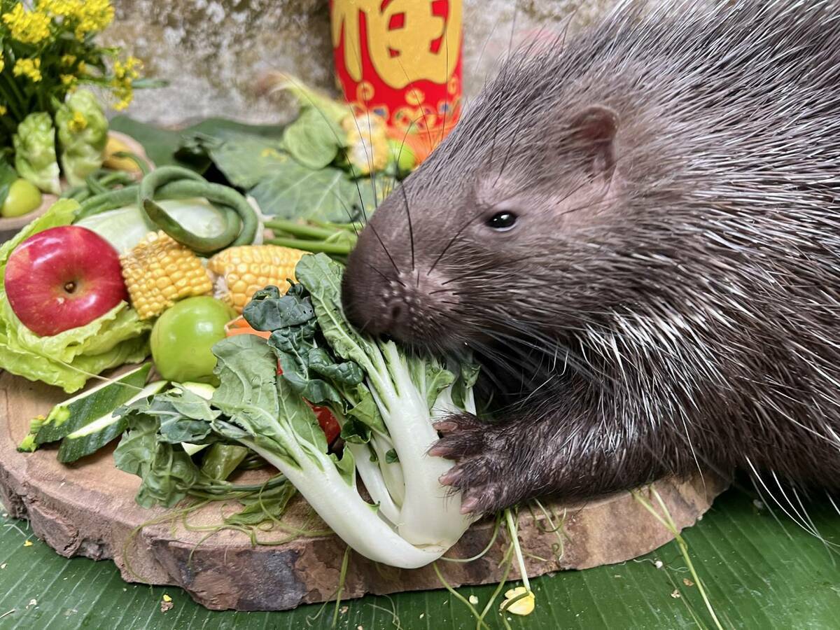 冠豪豬搶食年節大餐。 圖：高雄市觀光局/提供