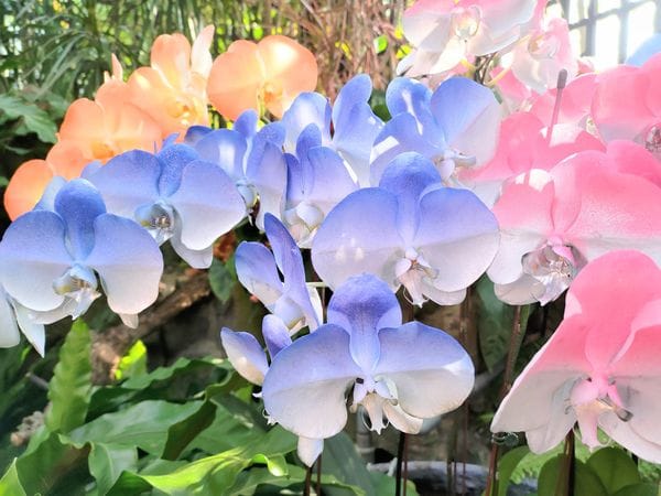 台北士林官邸今年度首次花展將以蝴蝶蘭為主角，現場有多達20個品種、600 株蘭花，更有藍色、橘色、蘋果綠、淡橘色等市場上少見的顏色。 圖：台北市公園處／提供